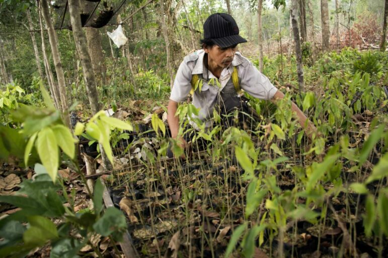 Un hombre atendiendo un vivero en la provincia de Kalimantan Oriental en Indonesia, como parte de un proyecto de reforestación. Imagen: ClimateVisuals.org, Michael Elko