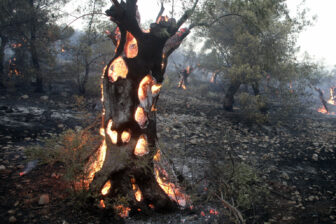 Los olivos arden durante un incendio forestal en Grecia. Como los olivos arden desde dentro, a los bomberos les resulta extremadamente difícil controlar y extinguir el fuego. Cuando los árboles arden, liberan a la atmósfera el carbono almacenado en ellos, lo que convierte las emisiones de los incendios forestales en uno de los ciclos de retroalimentación climática más temidos. Foto: Milos Bicanski, ClimateVisuals.org